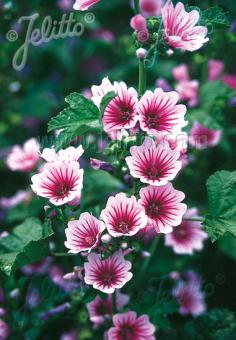 Malva (Kaasjeskruid) sylvestris 'Zebrina'